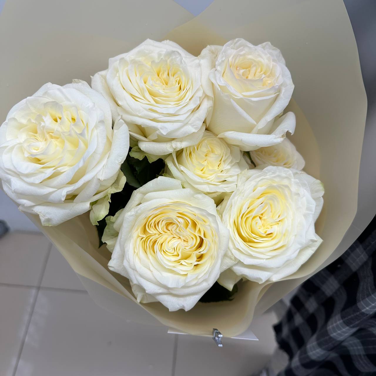 Розы Эквадор 7 штук